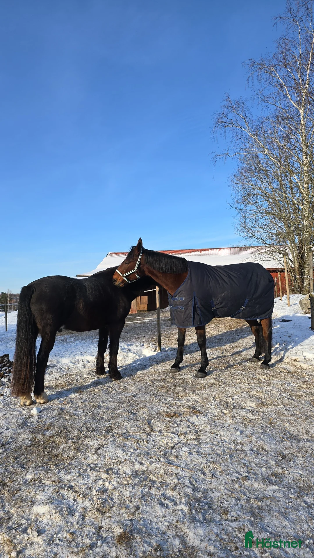  stallplats finnes: Stallplats eller eget stall sökes - Annons 1