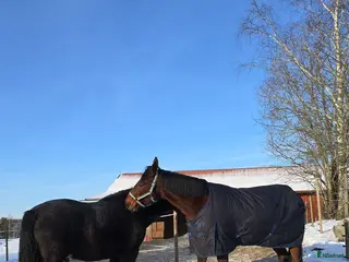 stallplats Stallplats eller eget stall sökes - Annons 2