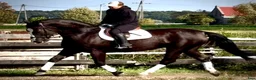 Allround hästar till salu: Hajli–Lovely Silesian Mare|169cm|Dressage&Allround - Annons 7