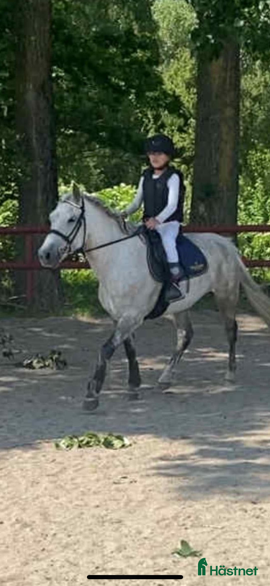Allround hästar till salu: Fin B-ponny / tävlings ponny i Kävlinge - Annons 4