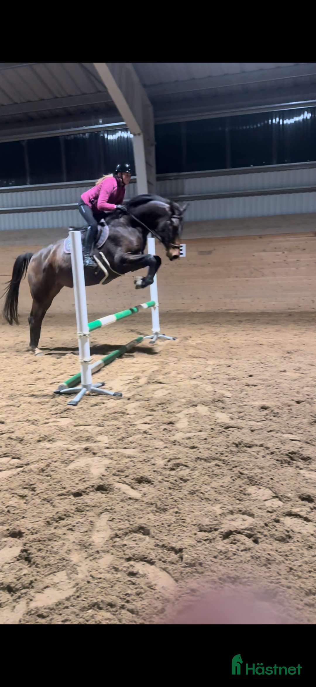 Allround hästar till salu: Mkt trevlig allroundvalack i Storfors - Annons 3