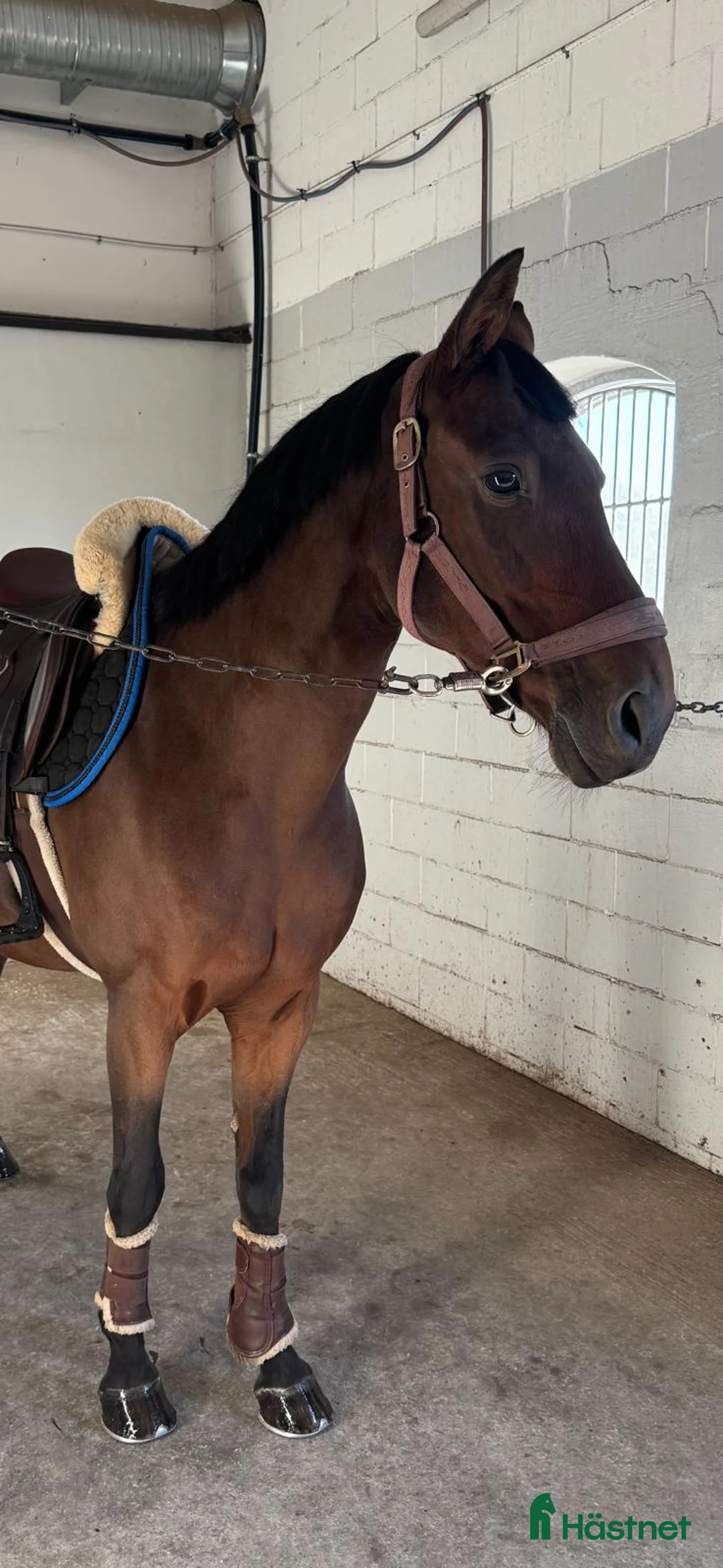 Hoppning hästar till salu: Världens bästa vän och tävlingskamrat! i Viken - Annons 6