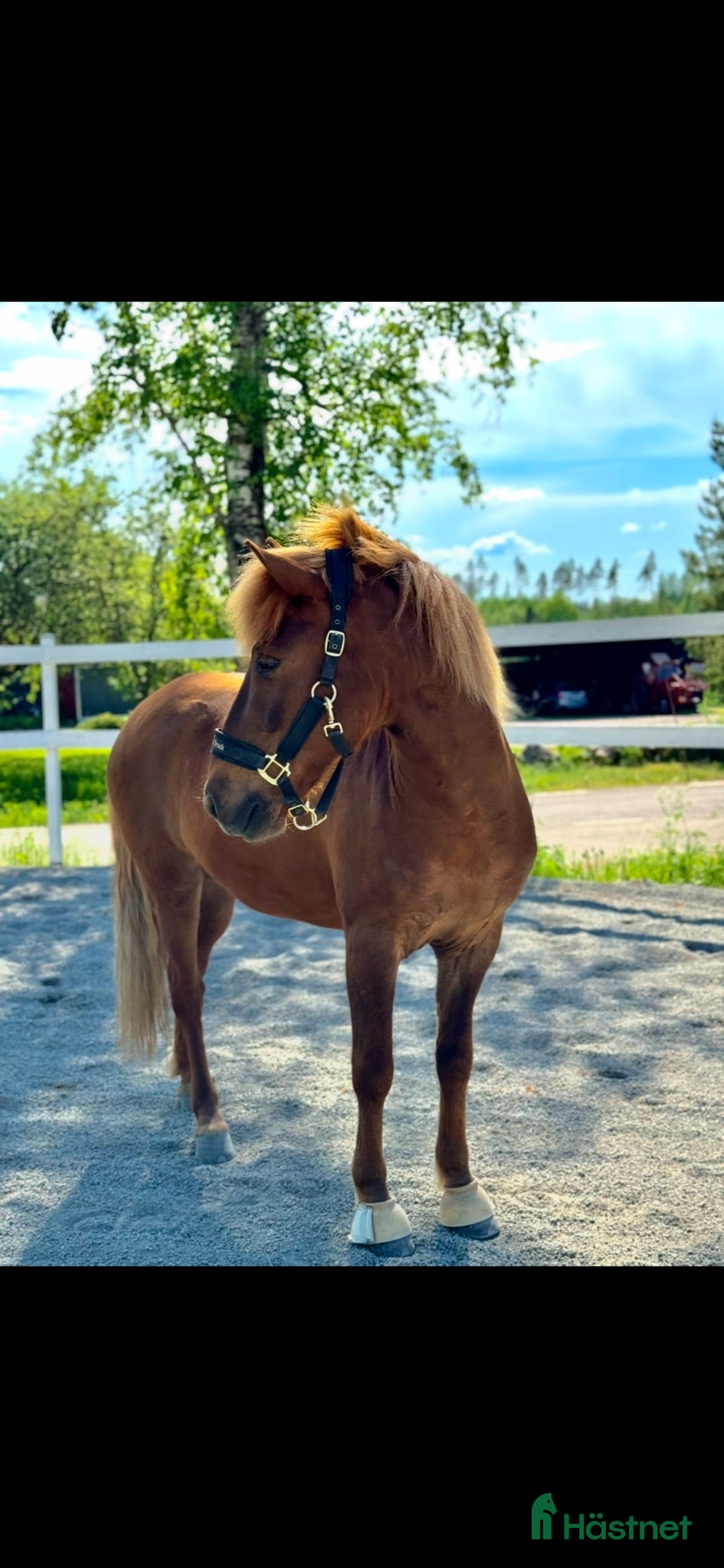  hästar Snällaste killen söker sin nya bästa vän  - Annons 2