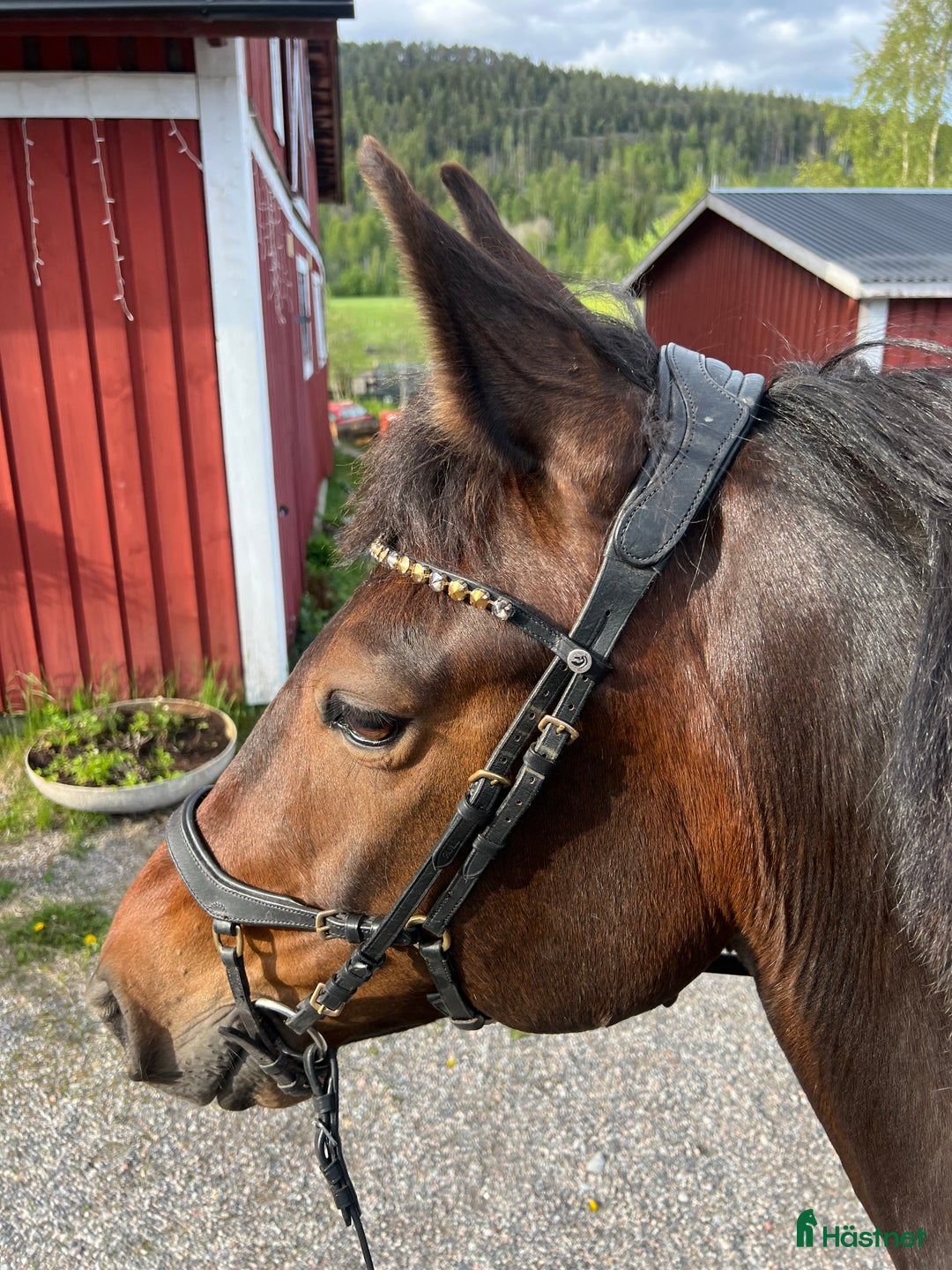 Allround hästar till salu: Ridtravare söker ett för alltid hem i Sundsvall - Annons 9