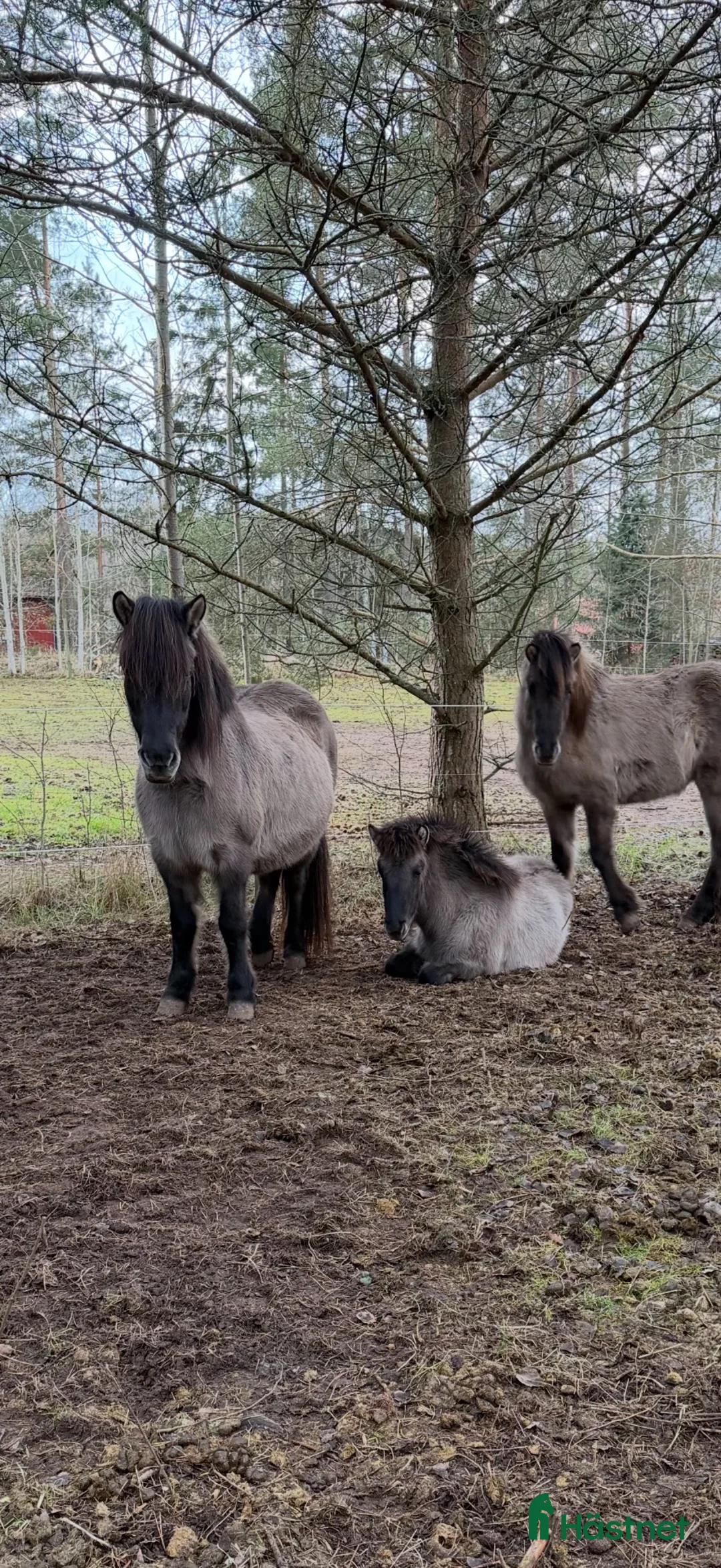 Island hästar till salu: Musblackt 1-årigt sto – 5-gångare - Annons 3
