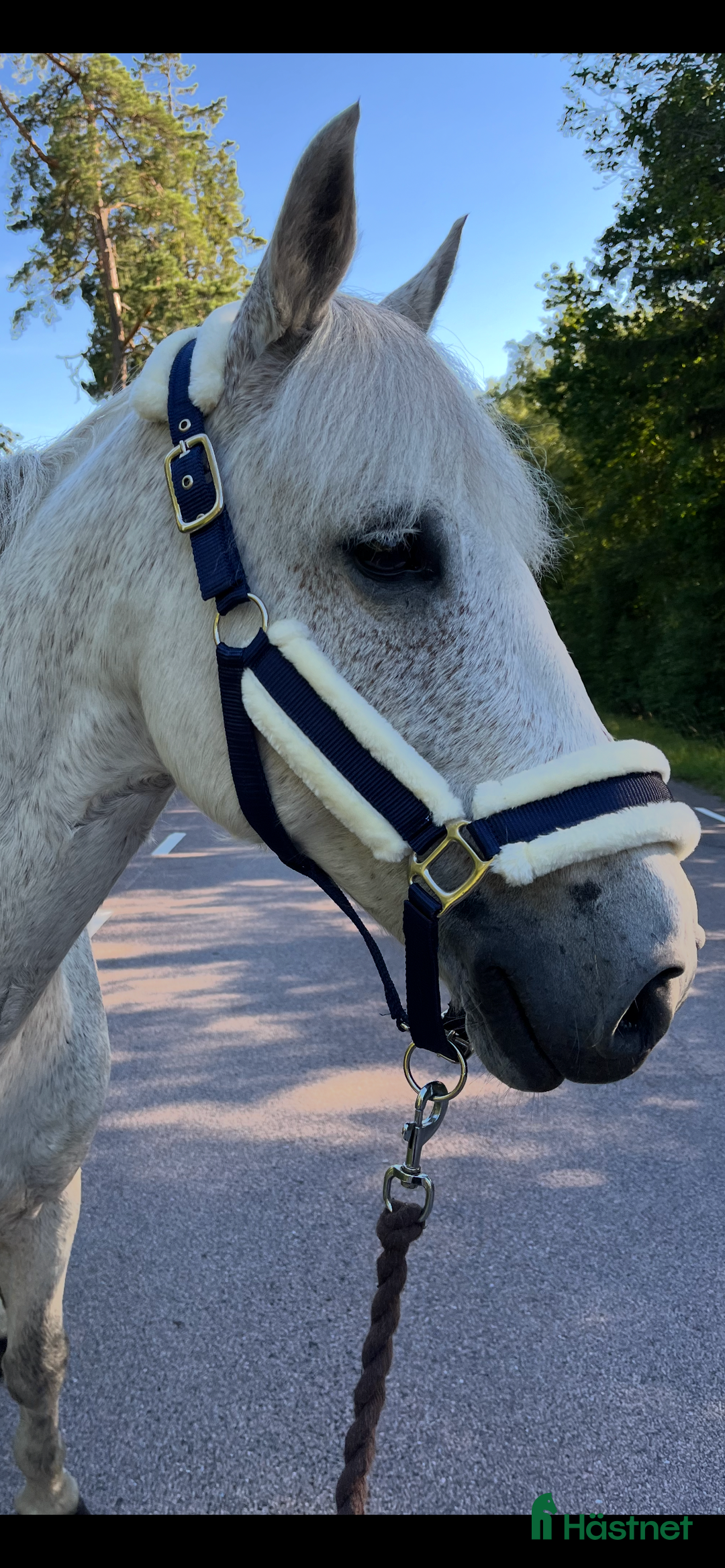 Övrig Hästutrustning hästutrustning till salu: Fluff grimma  i Lidköping - Annons 2