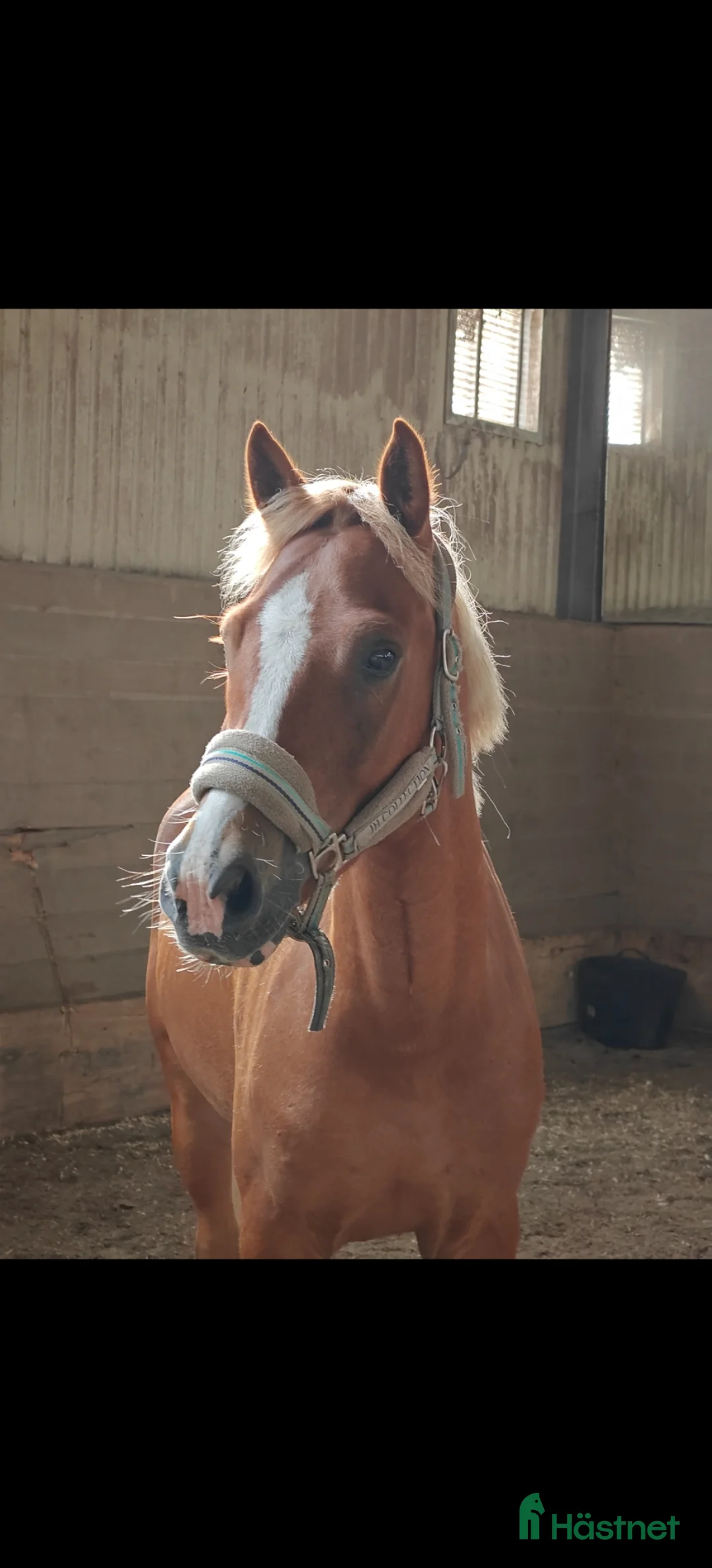 Hoppning hästar till salu: C-ponny med potential  - Annons 1