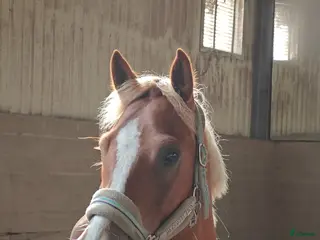 hästar C-ponny med potential - Annons 4