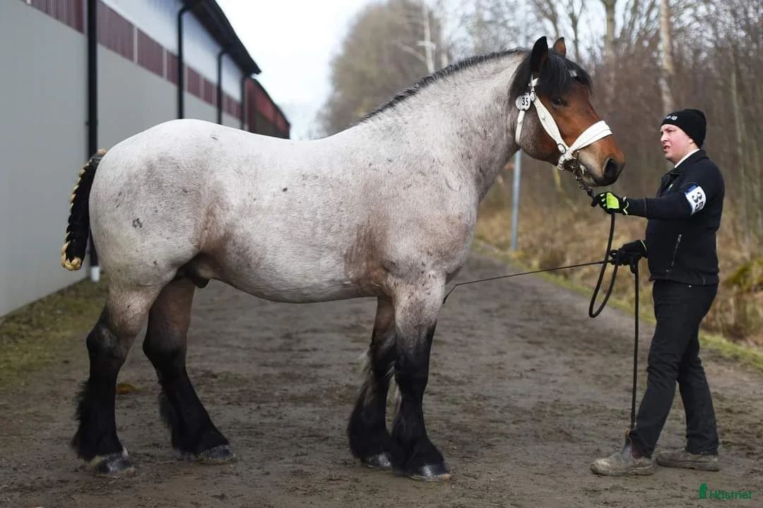Allround hästar till salu: Ardennersto med spännande stam! - Annons 9