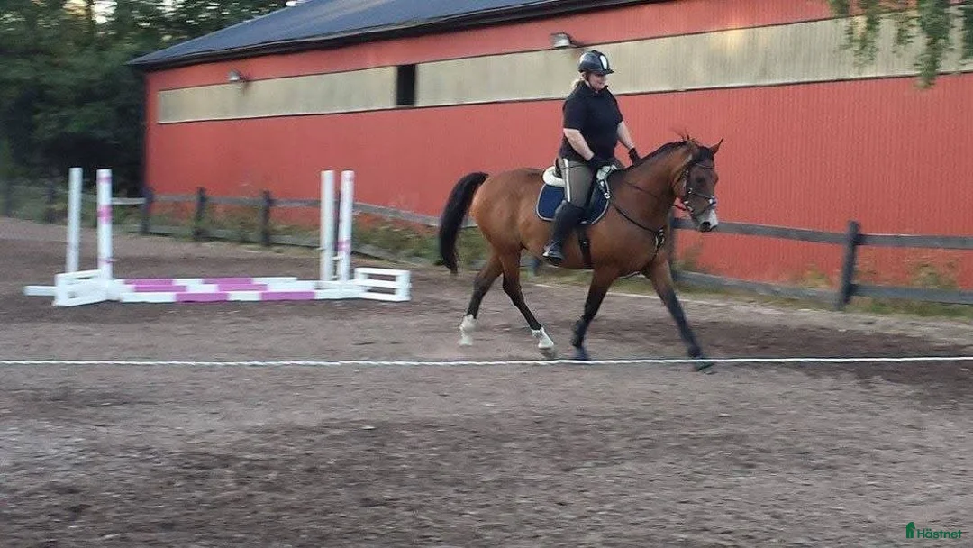 Allround hästar till salu: BIG BEN behöver nytt kärleksfullt hem - Annons 9
