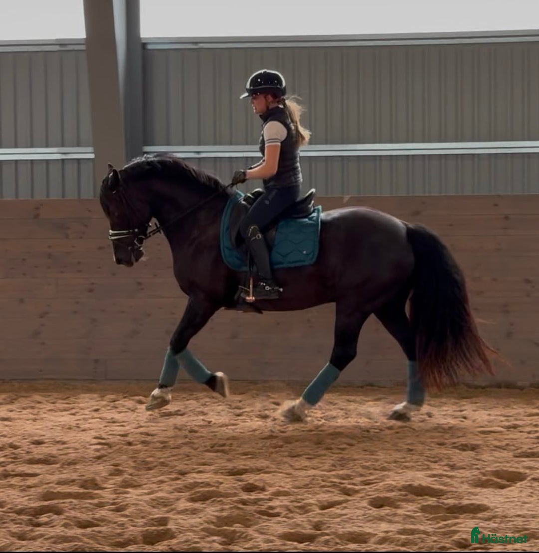  hästservice finnes: Utbildning/försäljning i Borlänge - Annons 1