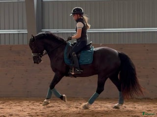 hästservice Utbildning/försäljning i Borlänge - Annons 13