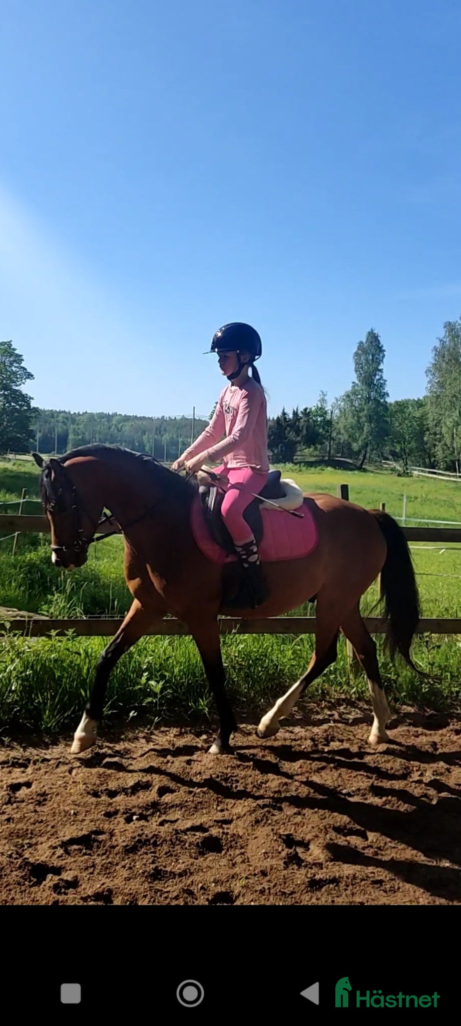  hästar Ponny sökes! - Annons 17