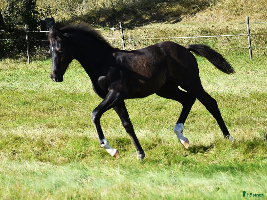 Dressyr hästar till salu: Hingstföl i Smålandsstenar - Annons 3