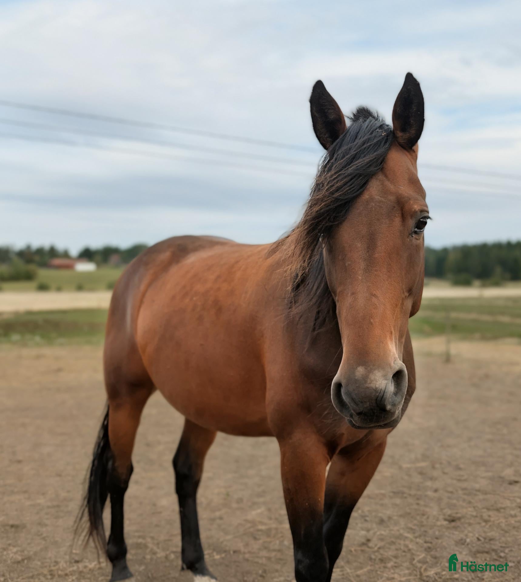  hästar 5 årig valack söker nytt hem  - Annons 11
