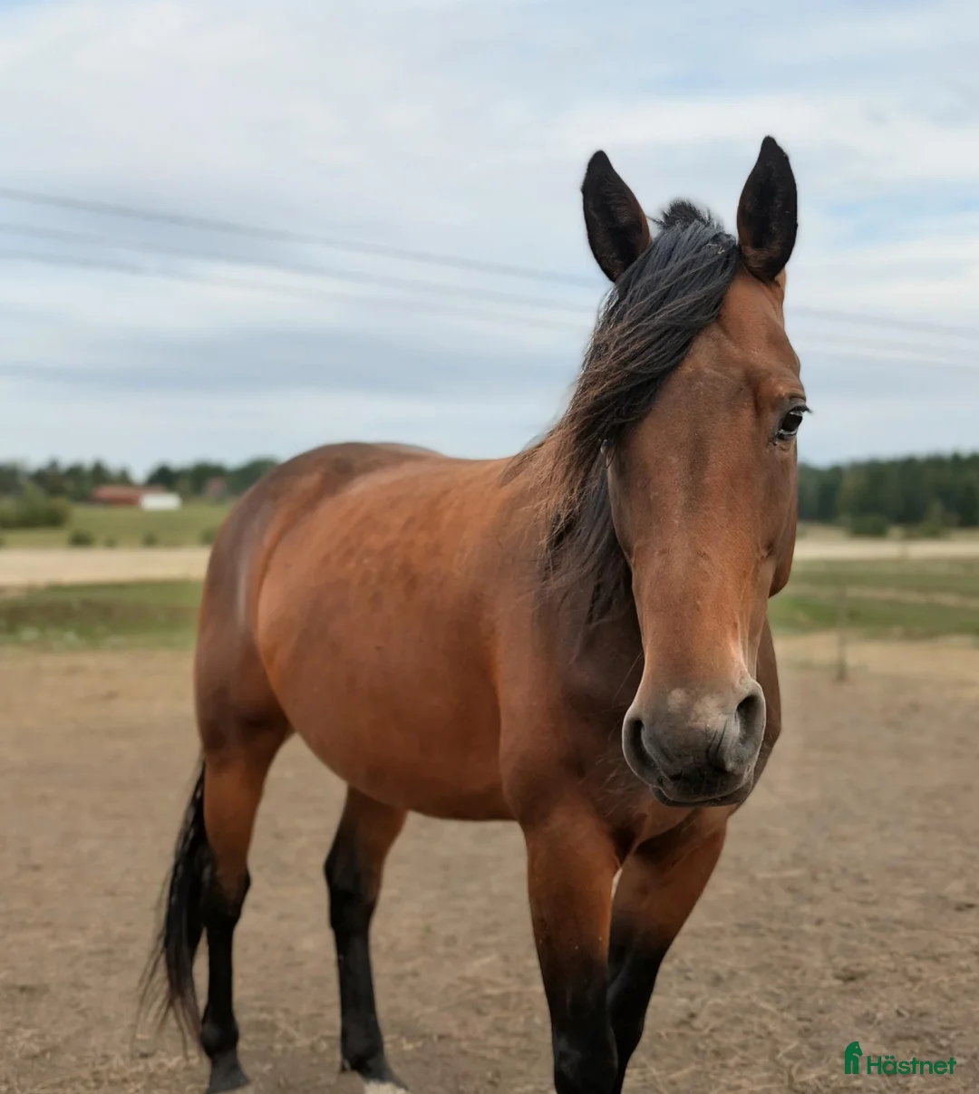 Allround hästar till salu: 5 årig valack söker nytt hem  i Eskilstuna - Annons 1