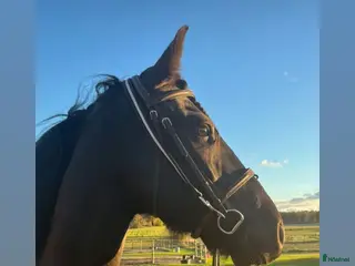 medryttarhäst finnes: Medryttare sökes till stilig halvfrieser i Stockholm - Annons 9