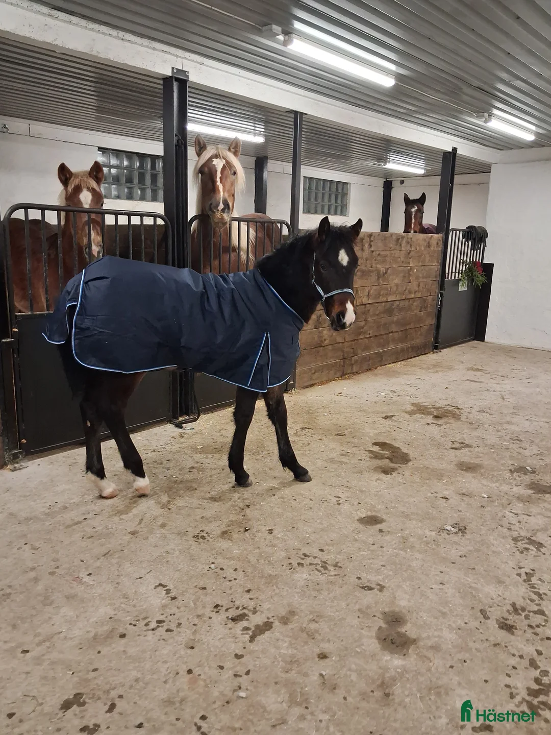 Allround hästar till salu: Charmig welsh partbred hingst 🌟 - Annons 5