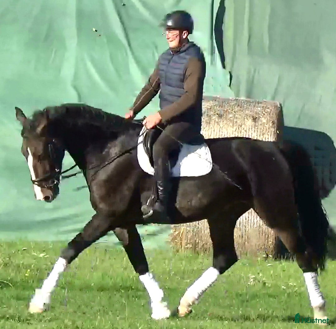 Allround hästar till salu: Dressage/driving Star with 4 white socks i Örsundsbro - Annons 3