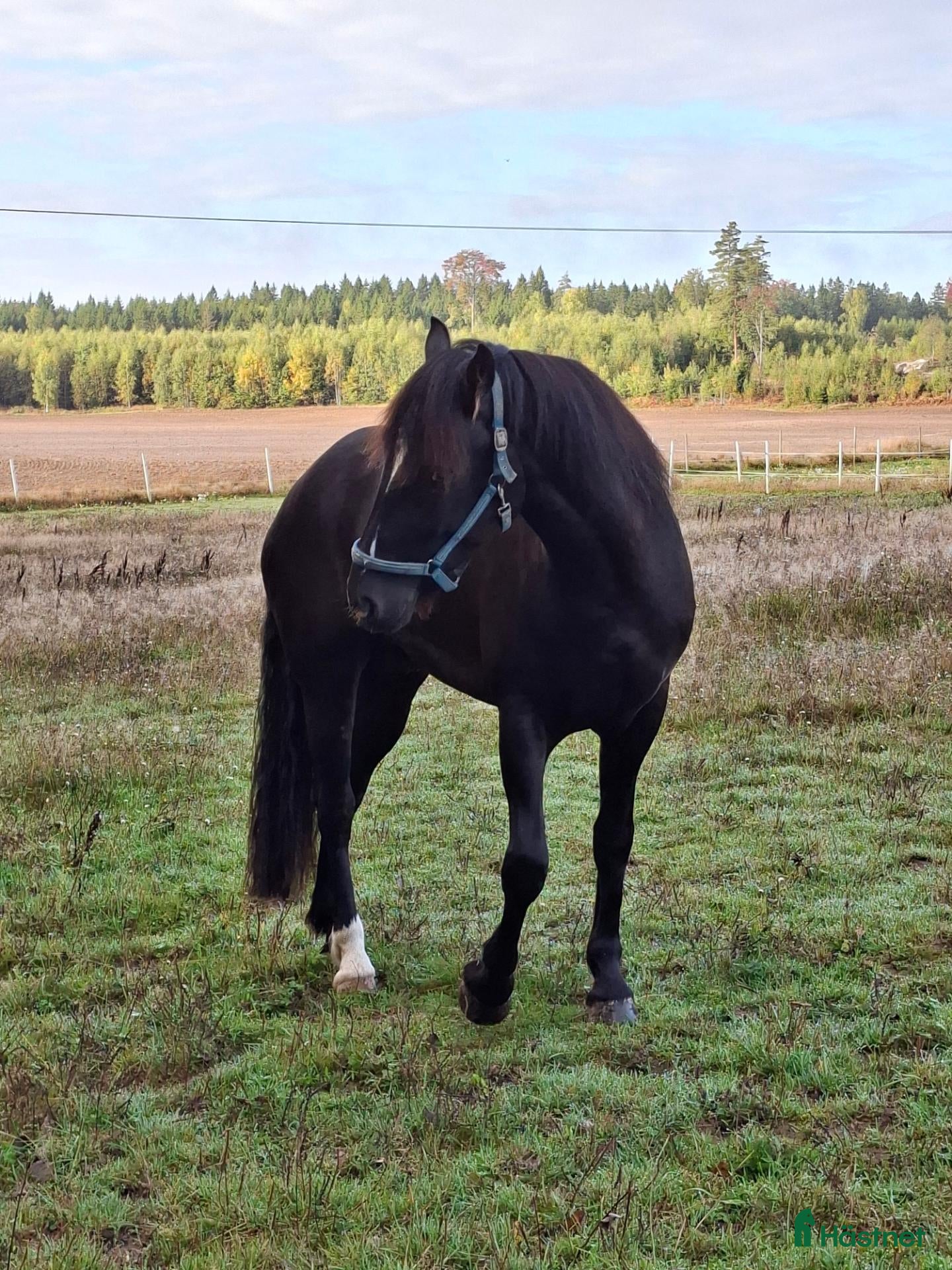  hästar Stort, vackert kallblod. - Annons 1