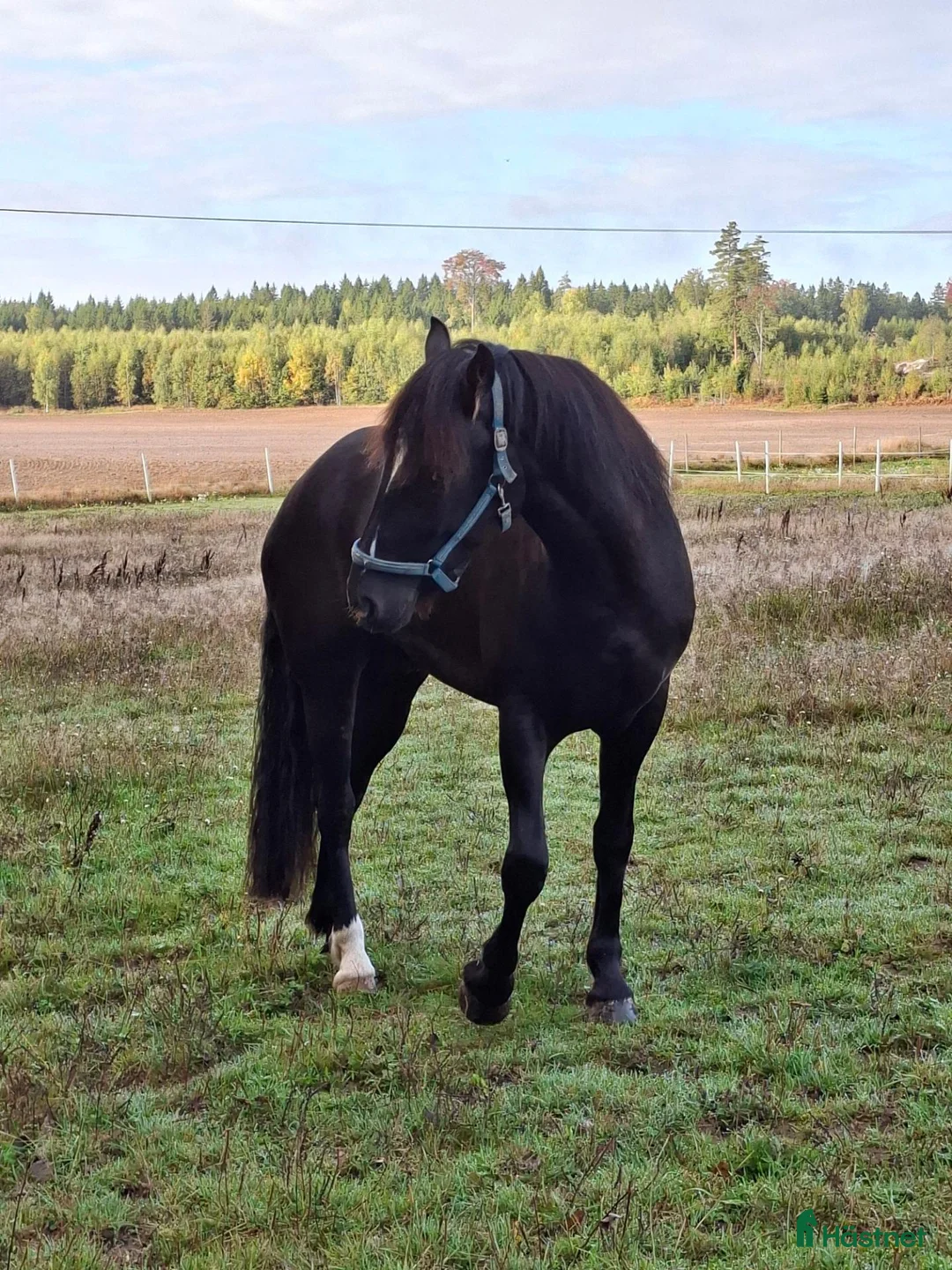 Allround hästar till salu: Stort, vackert kallblod. i Säffle - Annons 1