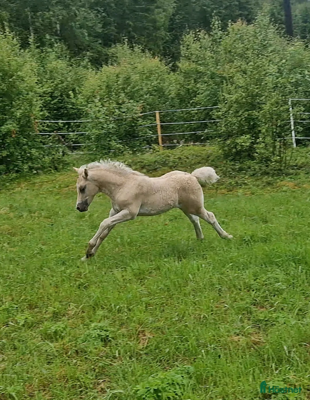 Allround hästar till salu: Rainbow in the Dark  i Bollstabruk - Annons 1