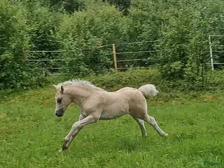 hästar Rainbow in the Dark i Bollstabruk - Annons 17