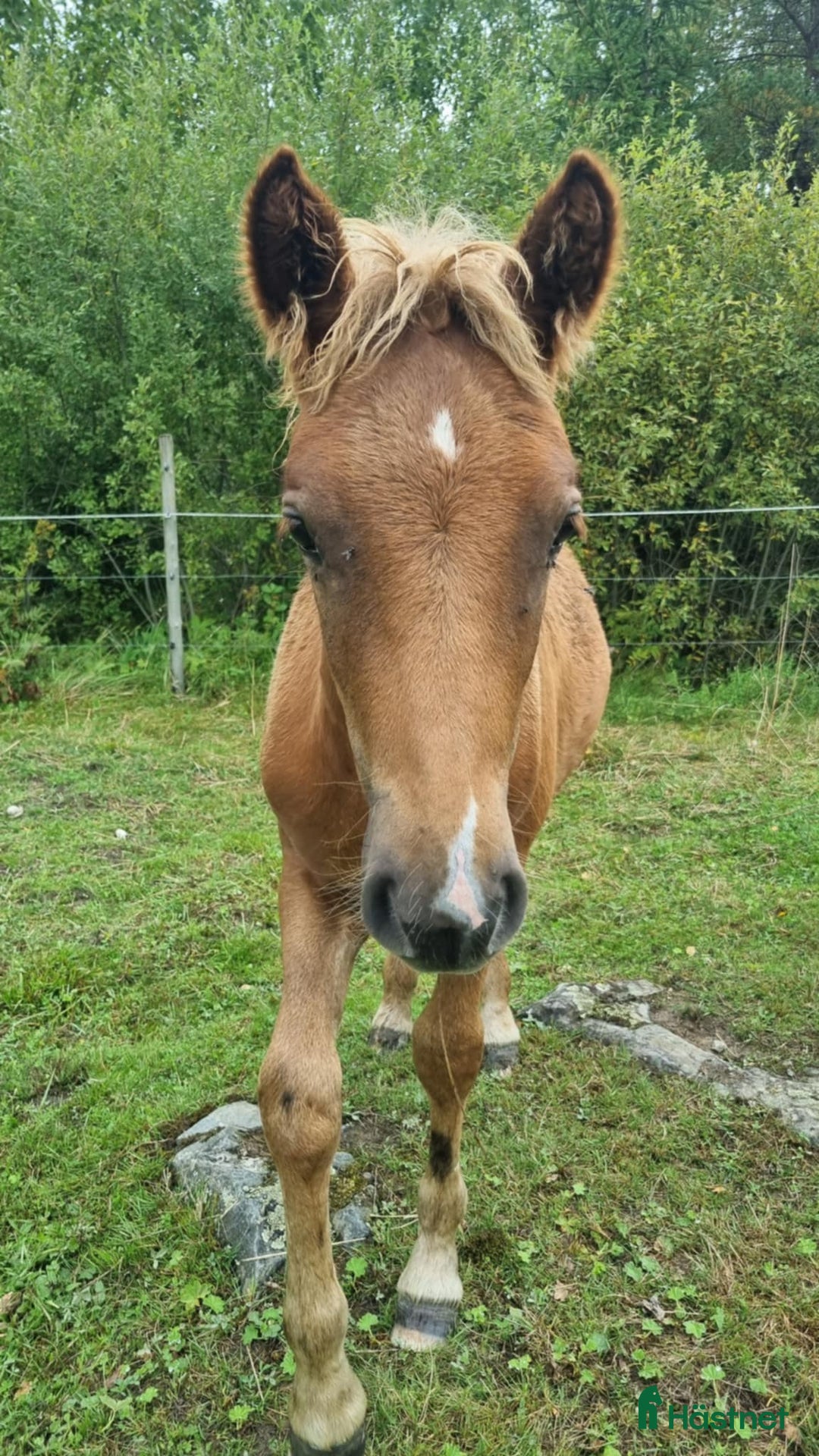 Allround hästar till salu: Islandshäst noriker  i Frövi - Annons 2