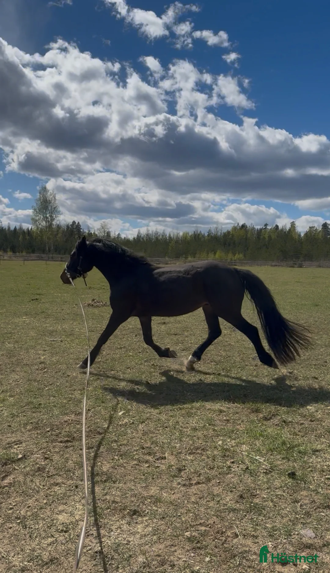 Allround hästar till salu: Modern modell connemara  - Annons 2