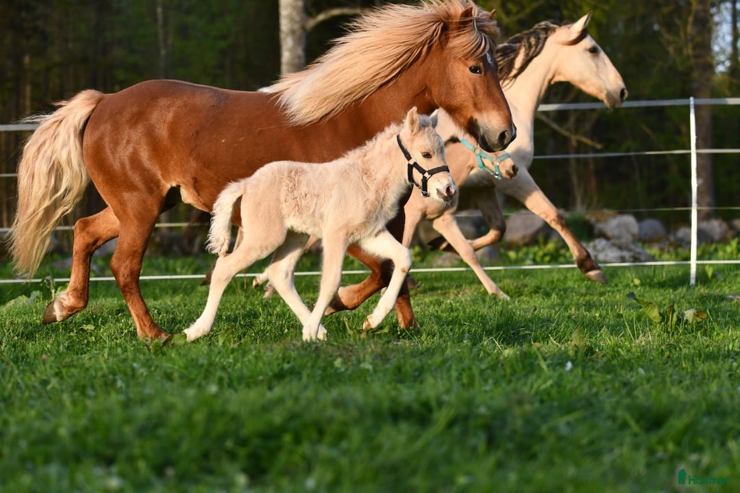 Island hästar till salu: Fantastisk unghingst med potential för sport &avel i Tranås - Annons 12