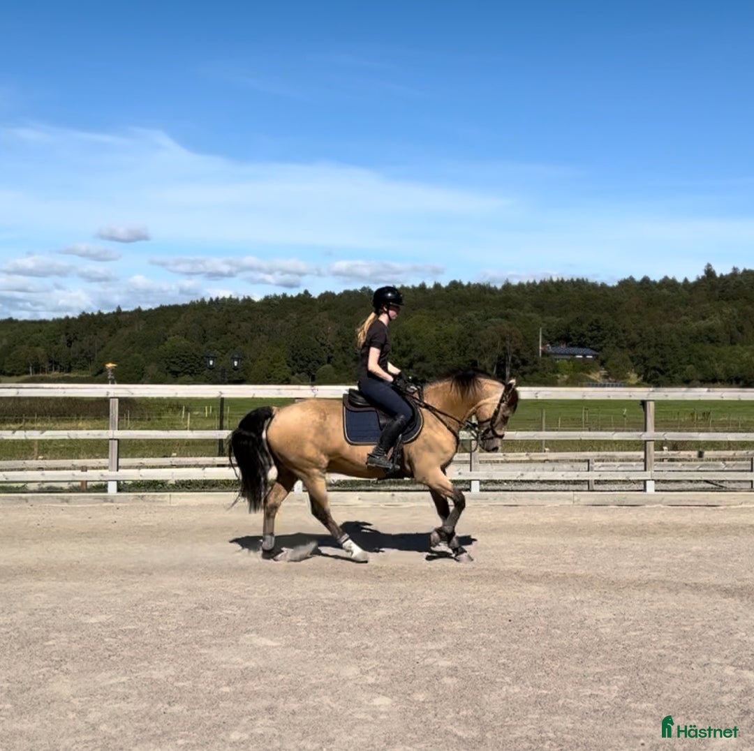 Allround hästar till salu: Guldponny med stort G i Västra Frölunda - Annons 1