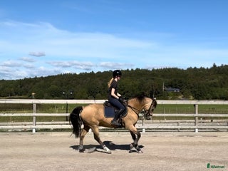 hästar Guldponny med stort G i Västra Frölunda - Annons 20