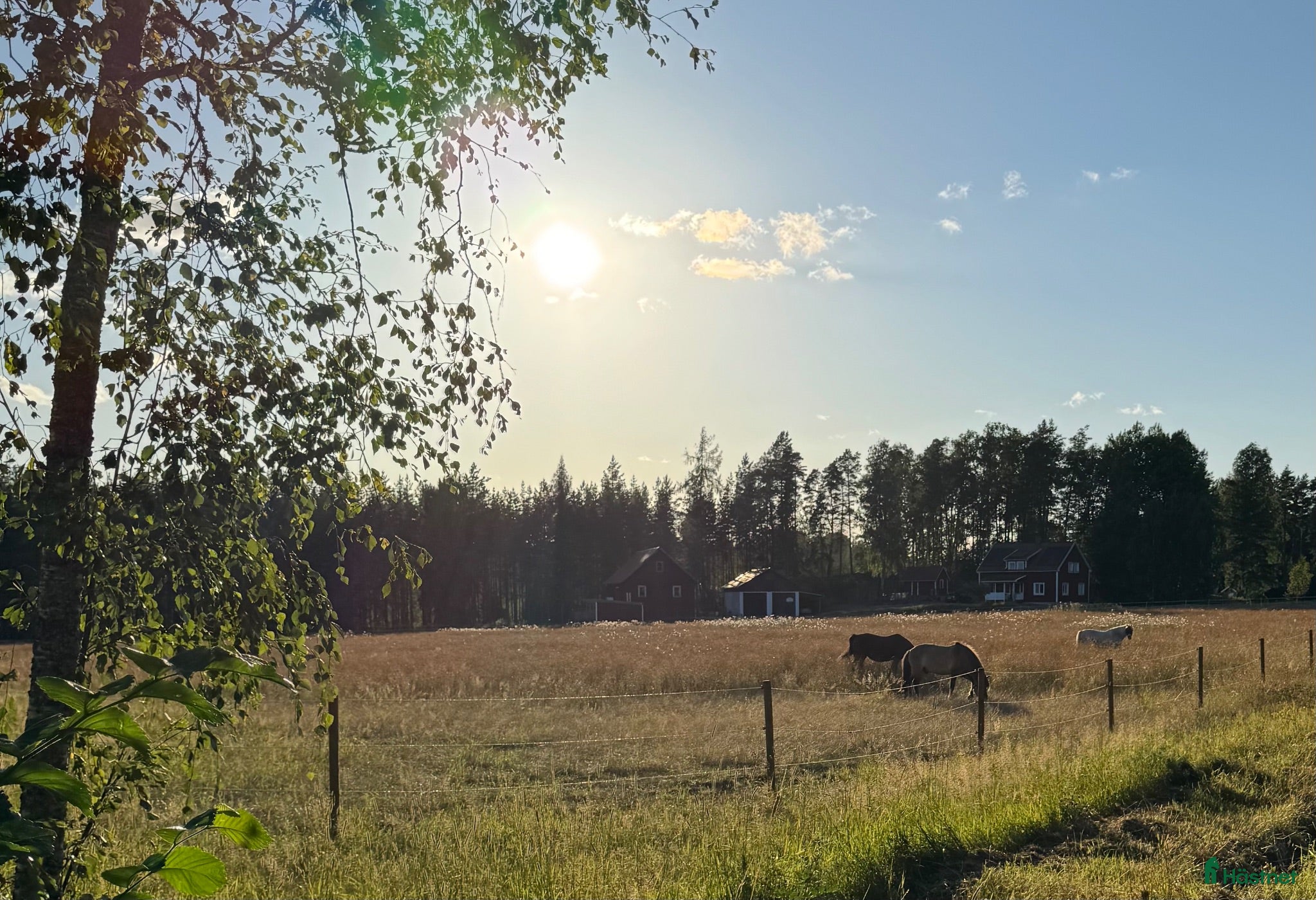  stallplats Lösdrift med fullservice för ponny/liten häst. - Annons 17