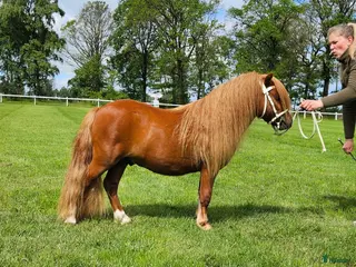 hästar Flott valack! - Annons 1