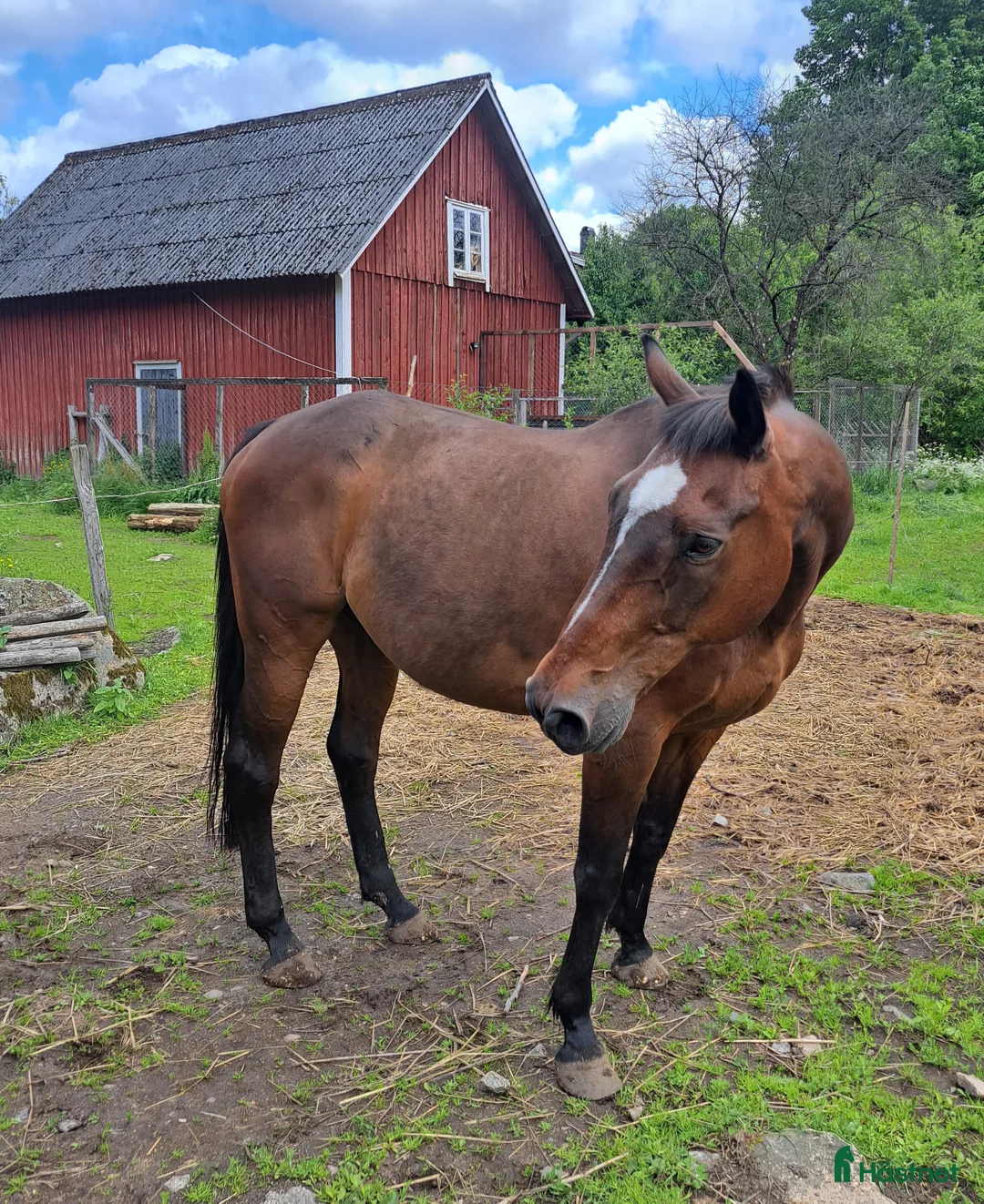 Allround hästar till salu: Trygg SWB-valack f. 2001 i Ljungby - Annons 1