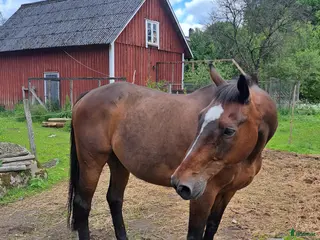 Allround hästar till salu: Trygg SWB-valack f. 2001 i Ljungby - Annons 2