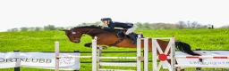 Hoppning hästar till salu: Trevlig hopphäst  - Annons 3