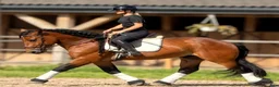 Allround hästar till salu: Dream Beauty - perfect Mother and Daughter horse - Annons 7