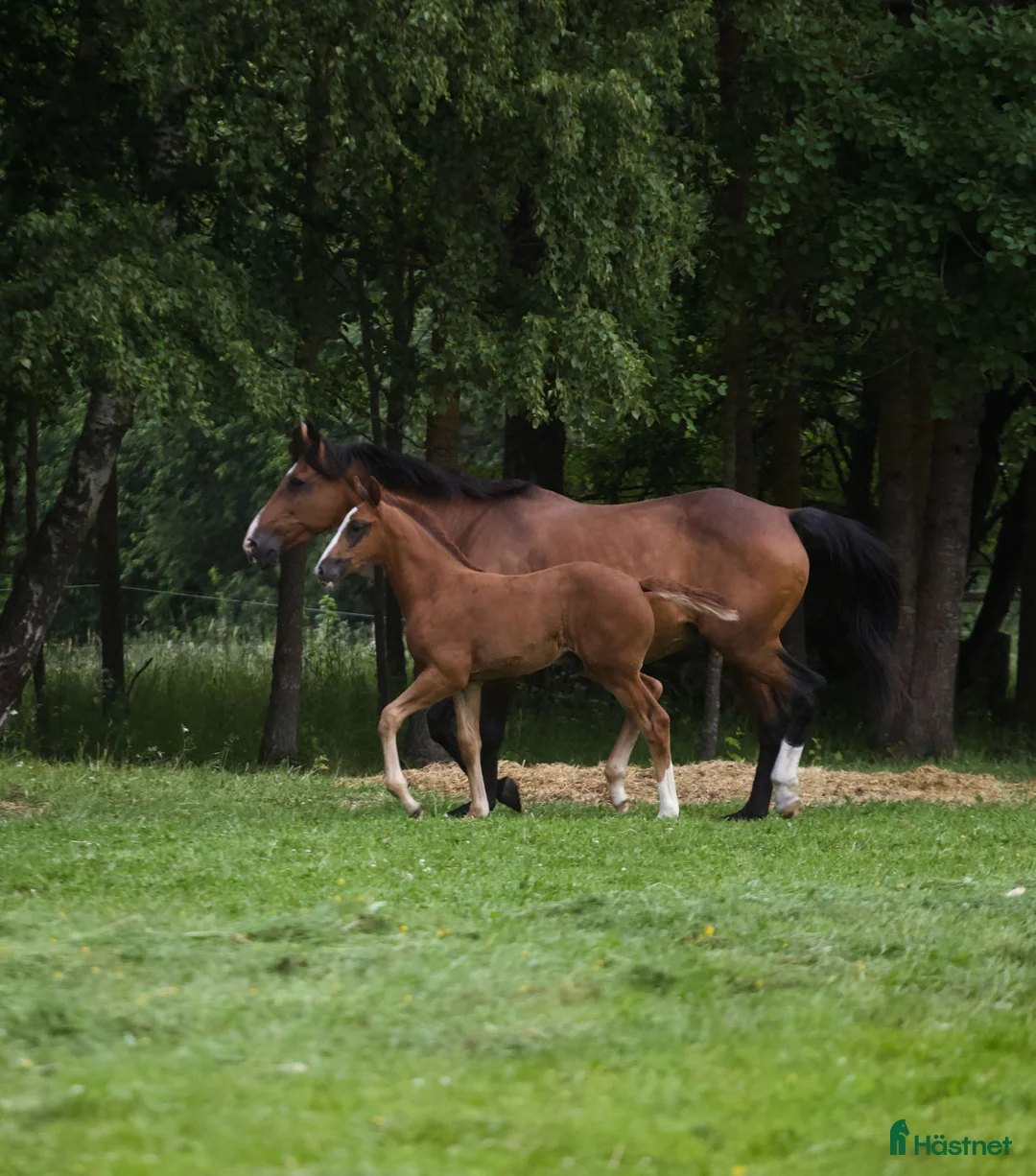 Hoppning hästar till salu: Åring e Janeiro de Bieville med utstrålning! - Annons 5