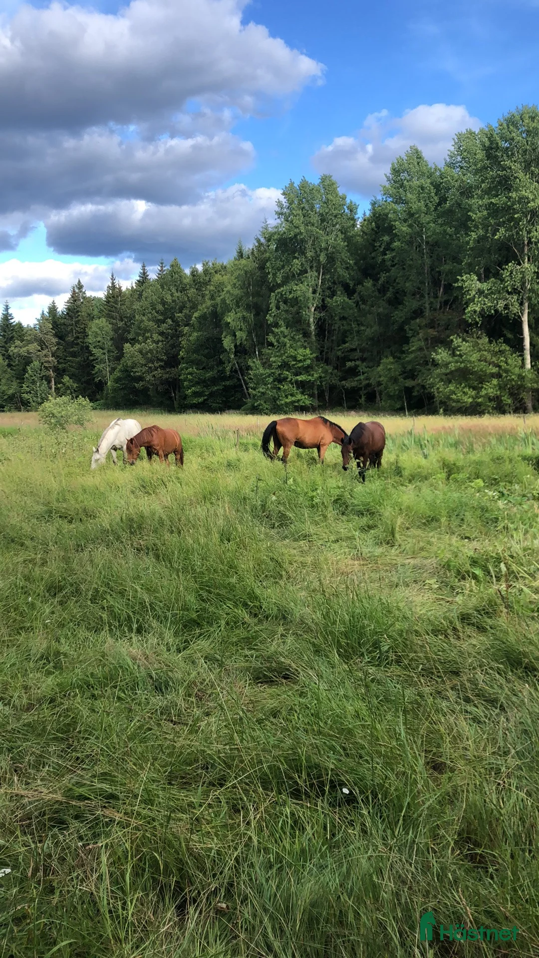  stallplats finnes: Ytterby gård i Åkersberga  i Åkersberga - Annons 7
