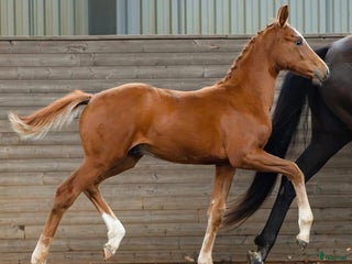 hästar Snygg hingst med Elitmöderne i Östervåla - Annons 24