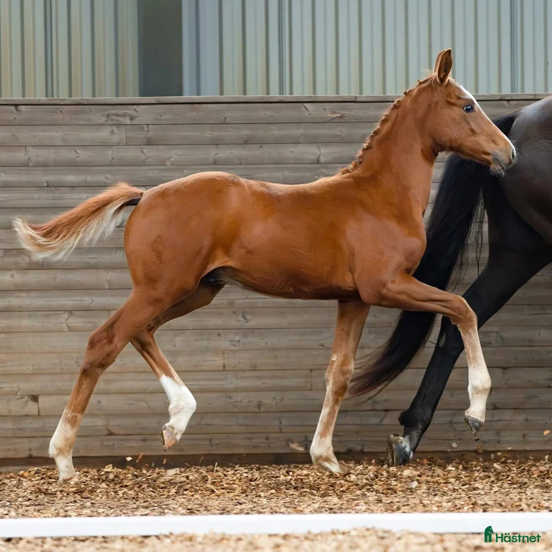 Dressyr hästar till salu: Snygg hingst med Elitmöderne i Östervåla - Annons 1