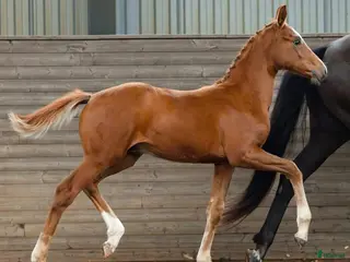 hästar Snygg hingst med Elitmöderne - Annons 5