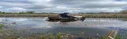 Island hästar till salu: Perfekt barnhäst i Tvååker - Annons 2