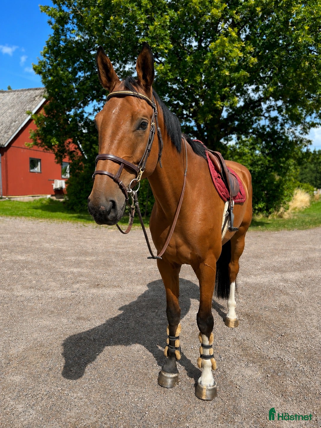  hästar Lättriden valack 🌟 - Annons 5