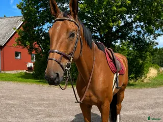 hästar Lättriden valack 🌟 - Annons 5