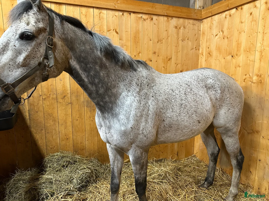 Allround hästar till salu: Känslig kille söker sin människa  - Annons 2