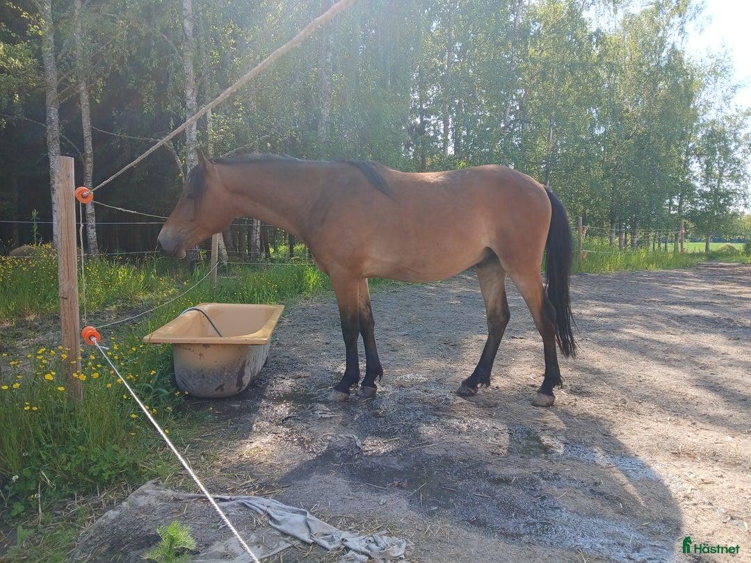 Allround hästar till salu: Kigermustang Säljes alt Bytes  i Vedum - Annons 3