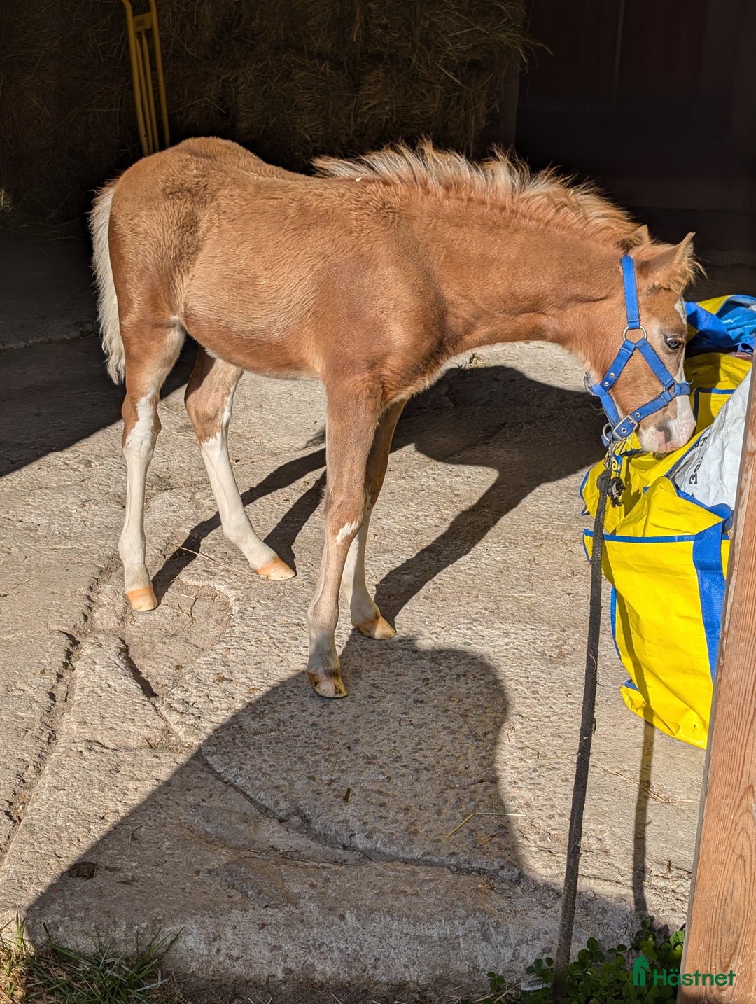 Allround hästar till salu: Två halvbröder söker nytt hem i Ilsbo - Annons 4