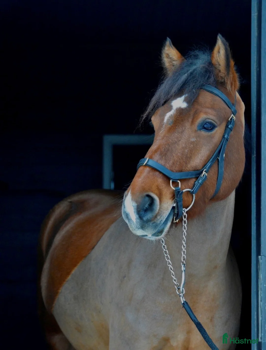 Allround hästar till salu: Rudivald söker sin egen ryttare - Annons 4